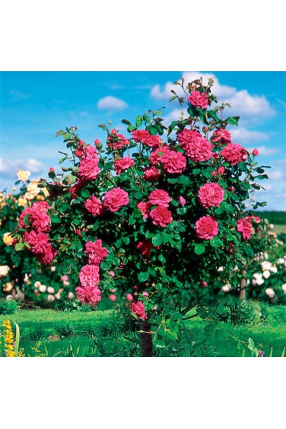 Троянда англійська на штамбі Кінг Артур(червона) – вибір для сонячного куточка саду.